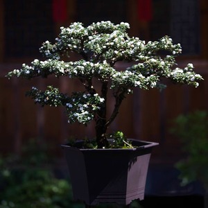 Pots de bonsaï en <span class=keywords><strong>plastique</strong></span> hexagonaux minces classiques de 22.7cm pour la <span class=keywords><strong>culture</strong></span> de petits arbres - Product Image 1