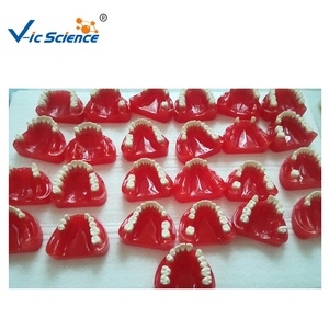 Modèle de dents humaines fournitures dentaires modèle manquant de dents avec 32 pièces/ensemble modèle d'éducation des sciences médicales - Product Image 2