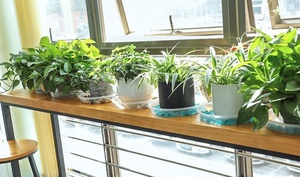 Piattini per piante trasparenti da giardino rotondi durevoli all'ingrosso in plastica trasparente spessa resistente e robusto piattino per piante vassoi antigoccia per interni ed esterni - Product Image 2