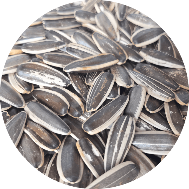 Original Flavor Roasted Sunflower Seeds  New Organic Crop Premium Organic Plant-based Health Snacks Wholesale