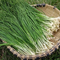 Huile aromatisante au goût d'oignon vert pour des plats riches et aromatiques, arôme alimentaire de haute qualité, améliore la saveur concentrée