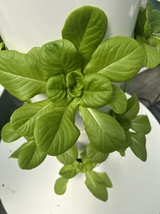 Meilleure qualité Anti-UV nouveau matériel <span class=keywords><strong>intérieur</strong></span> extérieur plantation hydroponique 60 trous grande tour tour de jardin jardin urbain - Product Image 2