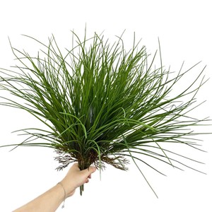Herbe artificielle Meng Jie avec plume de 30cm-100cm, base en caoutchouc souple, décoration intérieure, verdure - Product Image 5