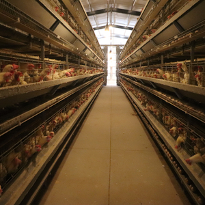 Новое автоматическое оборудование для поднятия курицы H-типа, стальная аккумуляторная клетка с автоматической машиной для сбора яиц - Product Image 4