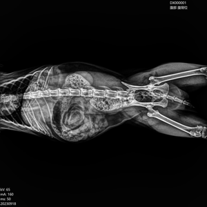 EURVET - Équipement vétérinaire à <span class=keywords><strong>prix</strong></span> avantageux - Imagerie médicale - Machine <span class=keywords><strong>de</strong></span> <span class=keywords><strong>radiographie</strong></span> - <span class=keywords><strong>Appareil</strong></span> <span class=keywords><strong>de</strong></span> <span class=keywords><strong>radiographie</strong></span> numérique pour animaux - Pour clinique - Product Image 2