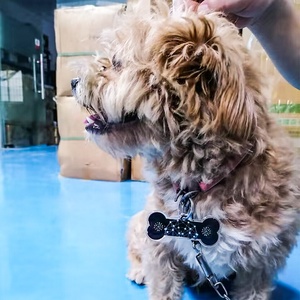 CAMAZ Tarjeta Cuántica de Energía para Mascotas, Colgante de Hueso para Perros, Tarjeta de Iones Negativos para el Cuidado de la Salud, Tarjeta de Terahercios para Collar - Product Image 6