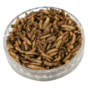 China pet snack popular food black soldier fly for animal cat treats good palatability mealworm farm