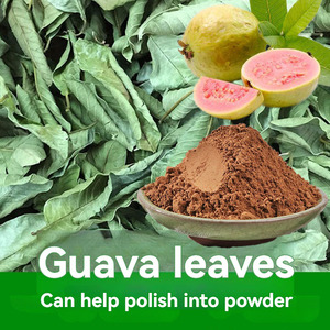 Thé aux feuilles de goyave, sachets de thé, contrôle de la glycémie, gestion du poids, biologique, tisane, thé sans caféine, antioxydants - Product Image 4