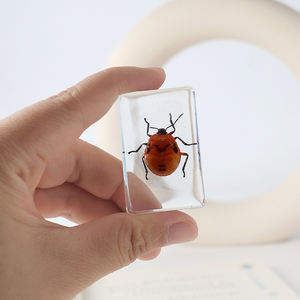 本物の昆虫ブックエンド 正方形樹脂製 教育用動物標本 化石工芸品 科学教育展示品 - Product Image 6