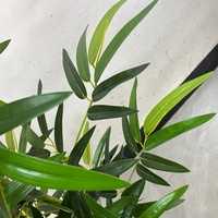 Plante artificielle en plastique, style chinois, imitation main de Bouddha, feuilles à toucher naturel, haute simulation, respectueuse de l'environnement, pour aménagement paysager