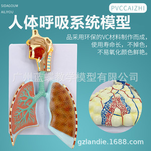 Modèle anatomique du système respiratoire humain ; modèle anatomique en relief du système respiratoire pulmonaire ; modèle anatomique agrandi - Product Image 3