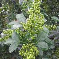 Poivre rouge séché naturel épices chinoises Hua Jiao pour la nourriture épicée Zanthoxylum Bungeanum Maxim vente en gros poivre du Sichuan