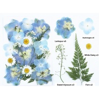 Kit de fleurs pressées réelles emballées sous vide pour l'art des spécimens végétaux, la peinture aux fleurs pressées, la photographie et la décoration