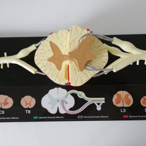 Nuevo Modelo Neuroanatómico Ampliado de Médula Espinal en PVC, Educativo para el Aprendizaje y la Formación - Product Image 6