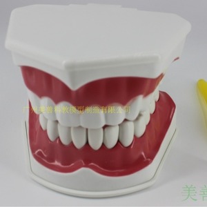Modelo dental desmontable con aumento de 2x, modelo didáctico para niños de jardín de infantes, cepillo dental, modelo de dentadura postiza, cavidad bucal - Product Image 2