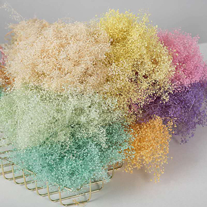 Vente en gros de fleur de rêve séchée millions d'étoiles préservée Décoration de la maison pour l'obtention du diplôme Noël Nouvel An chinois et fête des pères - Product Image 1