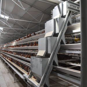 กรงเลี้ยงไก่ไข่อัตโนมัติแบบ A-Frame คุณภาพสูงสำหรับโรงเรือนสัตว์ปีก สภาพใหม่ - Product Image 1