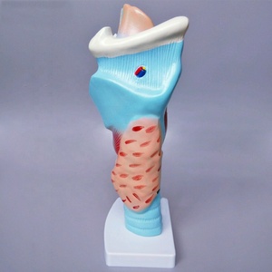 Modelo de Laringe Humana Ampliada YULIN Medical Science YL-301, Muestra la Estructura Morfológica del Tracto Respiratorio y el Órgano Fonético - Product Image 3