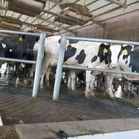 Tapis stable en caoutchouc résistant Offre Spéciale, matelas antidérapage de cheval de vache d'animal de ferme