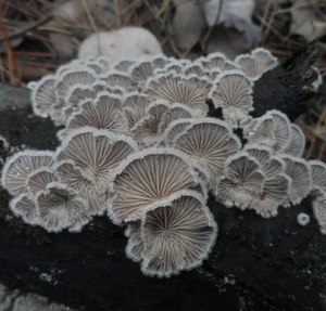 <span class=keywords><strong>Champignons</strong></span> comestibles naturels séchés de haute qualité, nouveaux <span class=keywords><strong>champignons</strong></span> de branchies blancs crus à vendre - Product Image 2