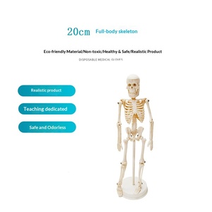 Modelo <span class=keywords><strong>de</strong></span> Esqueleto <span class=keywords><strong>Humano</strong></span> <span class=keywords><strong>de</strong></span> PVC <span class=keywords><strong>de</strong></span> 20 CM con <span class=keywords><strong>Huesos</strong></span> Extraíbles para Entrenamiento Médico, Escuelas, Hospitales y Uso Doméstico - Product Image 4