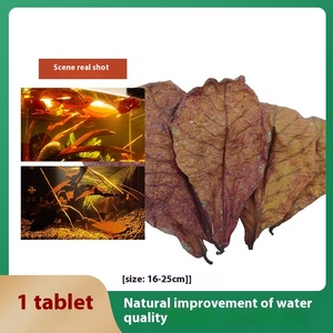 Groothandel Natuurlijke Elemi Bladeren Materiaal Antibacteriële Waterzuivering Bladeren - Product Image 6