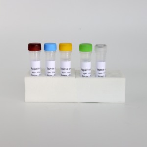 고감도 의사 바이러스 gB 유전자 qPCR 키트 | 50 테스트/CE 인증 - Product Image 2