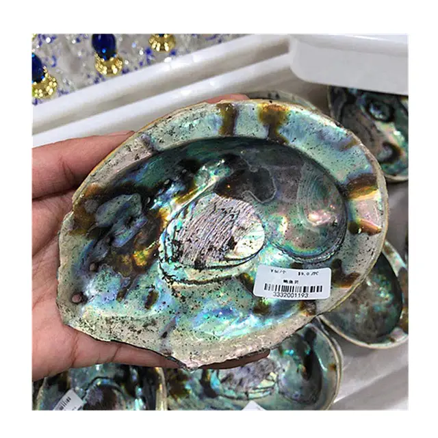 Wholesale natural large abalone shell material specimen for home decoration