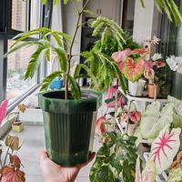 Pot de fleurs en plastique respirant transparent pour orchidées, avec trous de drainage, jardinières auto-arrosantes pour plantes d'intérieur
