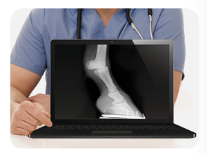 Sistema di Imaging a raggi X digitale portatile per il monitoraggio veterinario rilevatore a schermo piatto macchina <span class=keywords><strong>DR</strong></span> per il bestiame cavallo cure veterinarie - Product Image 5