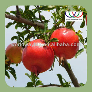 Extracto de <span class=keywords><strong>granada</strong></span> en polvo, 10:1, proveedor de fábrica - Product Image 6