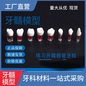 Root Canal Tooth Model for Exam Practice Resin Tooth Extracted Pulp Chamber Opening Particle <b>Oral</b> <b>Therapy</b> <b>Equipment</b> <b>Accessory</b> - Product Image 5