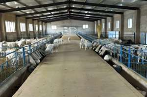 Quick-Install Prefabricated Steel Structure Modern Farmhouse Cattle Farm House - Product Image 2