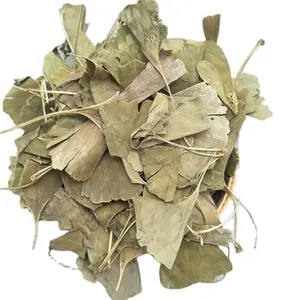 Yin Xing Ye Bulk Natuurlijke Kruiden Ginkgo Biloba Leaf Gedroogde Gingko Bladeren
