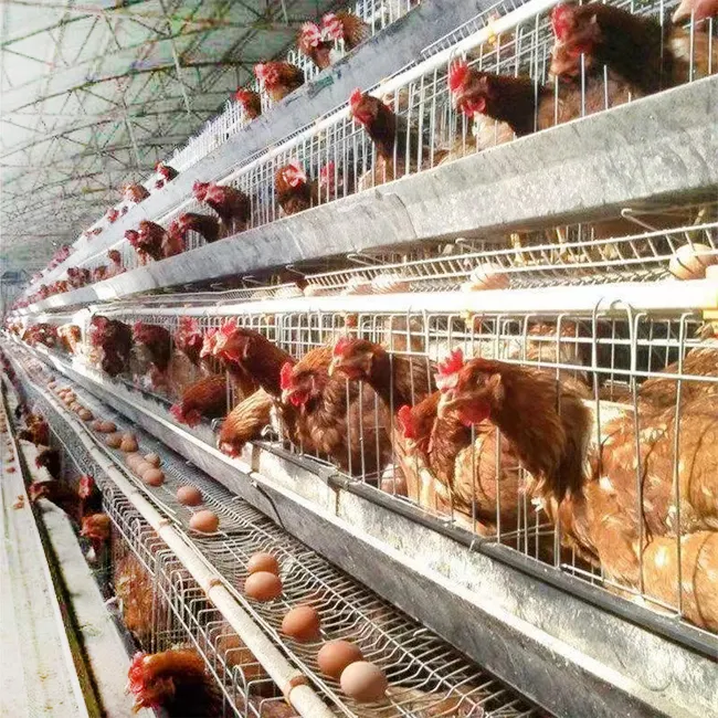 Hühner zucht käfig Hühner käfig Hühner schicht käfig zu verkaufen