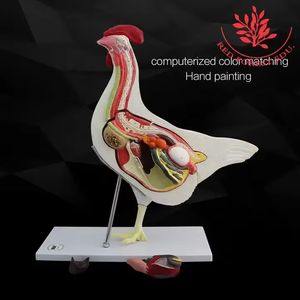 Modello di gallina animale da fattoria modello di pollo femminile modello animale anatomico veterinario - Product Image 2