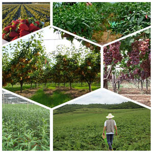 Aescin 98% Poudre <span class=keywords><strong>d</strong></span>'extrait naturel <span class=keywords><strong>d</strong></span>'Aesculus Hippocastanum Extrait <span class=keywords><strong>de</strong></span> graine <span class=keywords><strong>d</strong></span>'Esculus <span class=keywords><strong>de</strong></span> châtaignier <span class=keywords><strong>d</strong></span>'<span class=keywords><strong>Inde</strong></span> <span class=keywords><strong>de</strong></span> haute qualité - Product Image 4