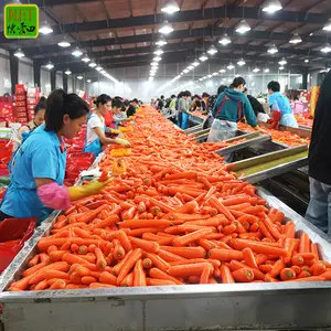 Hohe Qualität neueste gefrorene Ernte Lieferant Fabrik preis frische Bio-Karotte für den Großhandel frische Karotten für den Export mit GAP