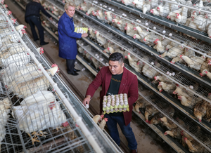 Surface facile à essuyer Conception hygiénique pour les arrière-cours familiaux ruraux Élevage quotidien des œufs Cages propres pour poules pondeuses - Product Image 4