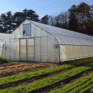 Invernadero Comercial para Cultivo de Vegetales de Hoja Americana de 10x40m |   Sistema Hidropónico con Riego Automático |   para lechuga - Product Image 5