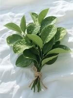 Feuillage naturel de qualité supérieure provenant directement de la source pour la décoration de table de mariage rustique, remplissage de bouquets, feuillage d'agrumes fraîchement coupé, feuille d'orange