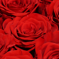 Boîte à tiroirs en acrylique pour 16 têtes de roses éternelles en gros – Idéale pour la Saint-Valentin, les mariages, Noël, les remises de diplômes – Vente chaude OEM ODM