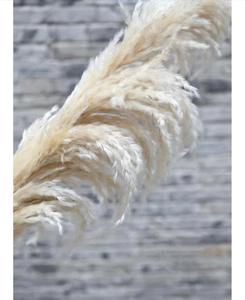 Flores secas de hierba Pampa hechas a mano en pelo gris caña Grande y Pequeña para decoraciones de boda nórdicas al por mayor - Product Image 1