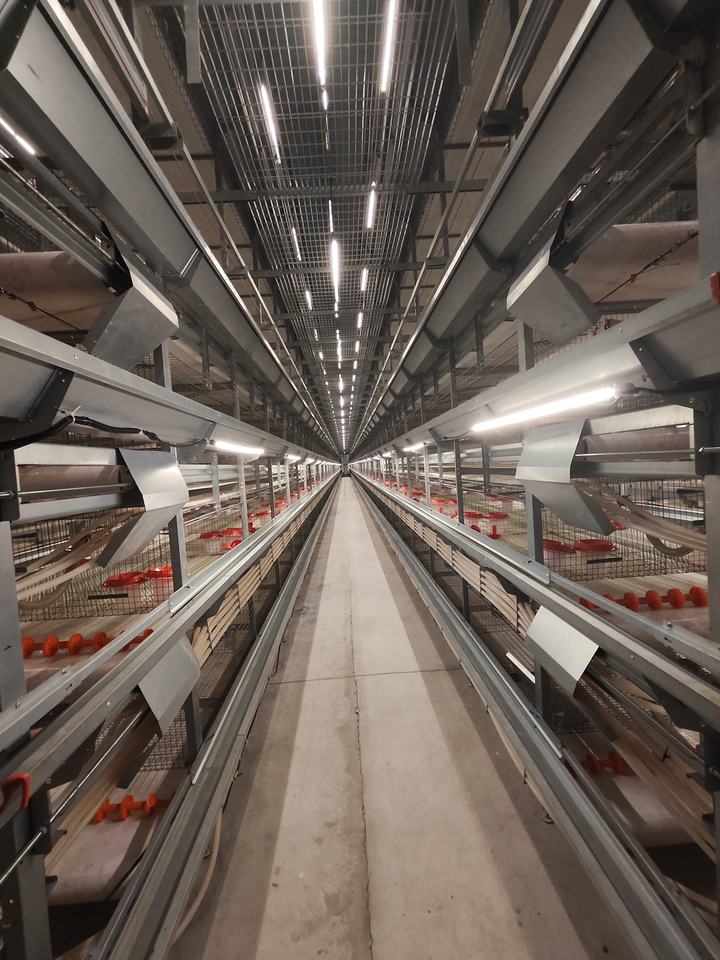 H Type Layer Chicken Cage 4 Tier Fully Automatic Battery Cage System ...