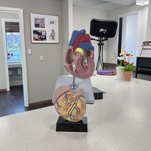 Modelo de anatomía <span class=keywords><strong>del</strong></span> cuerpo humano 2 partes Deluxe tamaño real modelo de anatomía <span class=keywords><strong>del</strong></span> corazón humano modelo médico de Anatomía Humana - Product Image 3