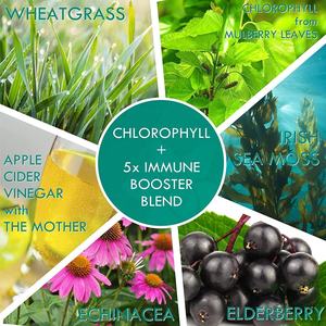 Gommes à la chlorophylle Suppléments de gestion du poids Acide aminé Vitamine organique D B12 Stimulation de l'énergie Peau saine Gommes à la chlorophylle - Product Image 2