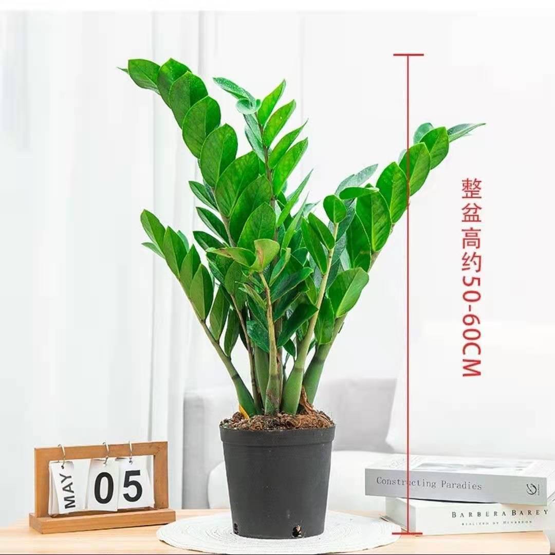 Pot diamant blanc - Inclut engrais + tutoriel + plateau