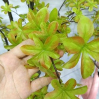 Enkianthus Quinqueflorus Bonsaï, plantes artificielles de haute qualité au toucher réel, arbre à cloche pour la décoration intérieure et extérieure