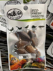 Migliora la resistenza alle malattie degli animali domestici <span class=keywords><strong>cibo</strong></span> per animali domestici Eco scarafaggio Dubia fresco per Arowana rossa - Product Image 4