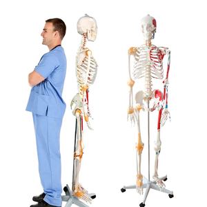 Modelo de esqueleto humano de tamaño real de 176cm, medio músculo y medio ligamento, suministros educativos <span class=keywords><strong>dibujados</strong></span> a mano precisos - Product Image 1